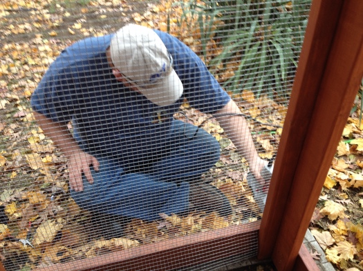 Matt staples hardware cloth (galvanized steel mesh) to the chicken coop.