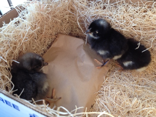 Our first look at the chicks.