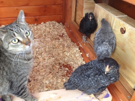 Cat Cora helps check on the chicks.