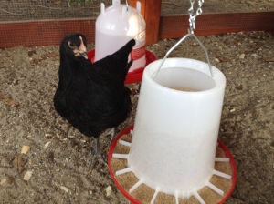 Loretta eyes the feeder. Time to eat!